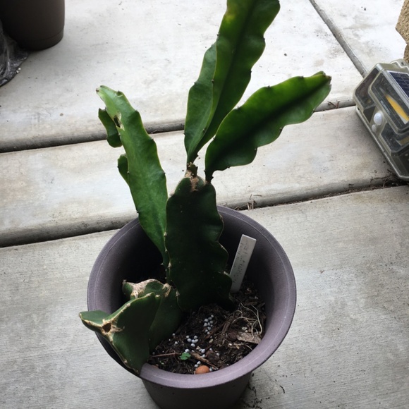 Dragon Fruit Big Cuttings (Sweet Variety- Pre-Season BLOW-OUT Sale!) - Picture 5 of 5